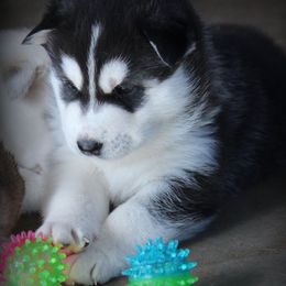 Siberian Huskies from Mystic Fire Siberian Huskies