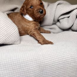 Comet Whitedot - Red  male Poodle puppy in Waukegan, Illinois from LaPoodles