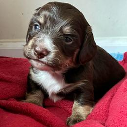 Pine - Piebald male Dachshund puppy in Dobson, North Carolina from Oakleys Dachshund Haven