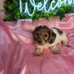 Melissa - Piebald female Dachshund puppy in Lake City, Florida from My Ditzy Doxies of Florida