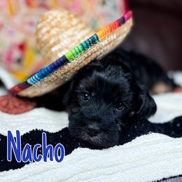 Nacho - Black male Australian Labradoodle puppy in Decatur, Alabama from Southern Meadows Doodles