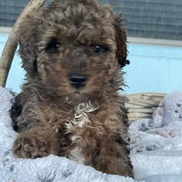 Clause - Merle male Goldendoodle puppy in Cherry Tree, Pennsylvania from Plum Creek Acres Next Generation