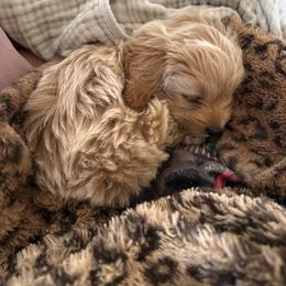 Cavapoo, Cockapoo, Goldendoodle, and Maltipoo Puppies from Perdue Puppies