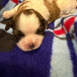Boy 2 - Black gold and white male Shih Tzu puppy in Spartanburg, South Carolina from Vicky‘s precious paw’s