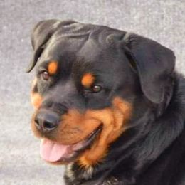 Reikah - Rottweiler