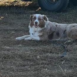 Australian Shepherd puppies from Misty Feather Aussies