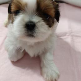 Puff - Red and white female Shih Tzu puppy in Buffalo, New York from Shih Tzu's by Jen