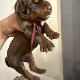 Halva - Red and rust female Doberman Pinscher puppy in Newberg, Oregon from De Mata Dobermann Kennel