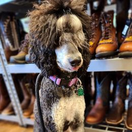 Lexie - Poodle