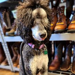 Lexie - Poodle