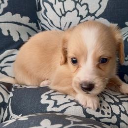 Frosty - Cream male Dachshund puppy in Vero Beach, Florida from Joseph’s Dachshunds