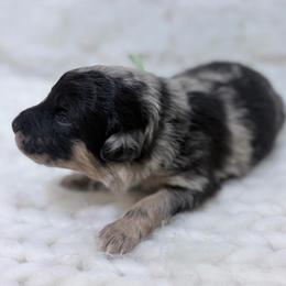 Winnie - Green Collar - Blue merle female Australian Shepherd puppy in San Marcos, California from Faith Family Freedom Farm