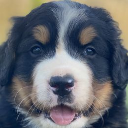 Bernedoodles, Bernese Mountain Dogs, and Goldendoodles from TurkeyCreek-K9