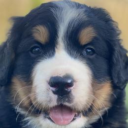 Bernedoodles, Bernese Mountain Dogs, and Goldendoodles from TurkeyCreek-K9