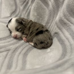 Miniature Australian Shepherd and Toy Australian Shepherd Puppies from Cherry Grove Kennel