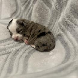 Miniature Australian Shepherd and Toy Australian Shepherd Puppies from Cherry Grove Kennel