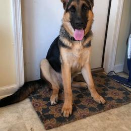 German Shepherd Puppies from Countryside Kennel