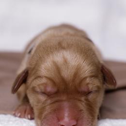 Labrador Retriever Puppies from UC Labradors