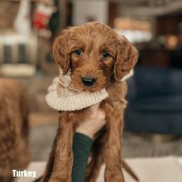 Turkey - Red  male Goldendoodle puppy in Yukon, Oklahoma from Bows & Ties Doodles