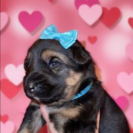 Rebecca - Black and tan female German Shepherd puppy in Fort Jennings, Ohio from Von Holtzapple German shepherds