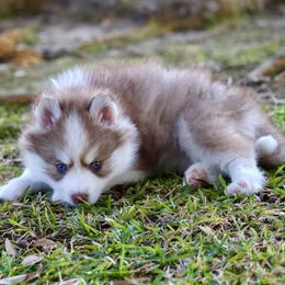 Sweet Pea - Chocolate female Pomsky puppy in Denham Springs, Louisiana from Bayouland Pomskies