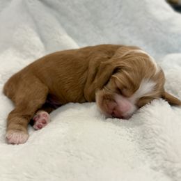 Halo Spartans - Commander Carter - Green - Red and white male Cocker Spaniel puppy in Inman, South Carolina from Dees Cockers, LLC