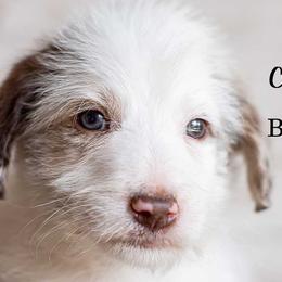 Blueberry Wine - Red merle male Bordoodle puppy in Woodruff, South Carolina from Crooked Creek Doodles and Poodles