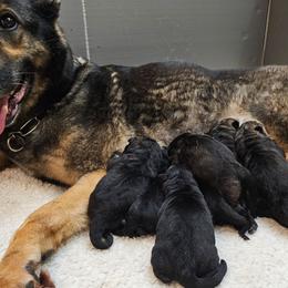 BT Male 1 - Black and tan male German Shepherd puppy in Conroe, Texas from Aus der Asche German Shepherds