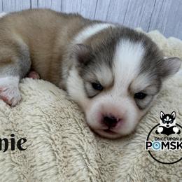 Bonnie - Silver female Pomsky puppy in Eastman, Georgia from Once Upon A Pomsky