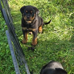 White - Black and mahogany female Rottweiler puppy in Preston, Connecticut from Von Turm Hügel Rottweilers
