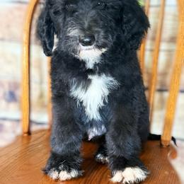 Duke - Black and white male Sheepadoodle puppy in Warsaw, Virginia from Mojave Premier Kennels