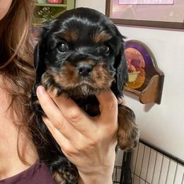 Jack - Black and tan male Cavalier King Charles Spaniel puppy in Phoenix, Arizona from Larisa's Cavaliers