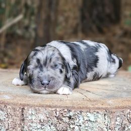 Harper - Merle female Cockapoo puppy in Louisburg, North Carolina from Raven Oak's Mini Cockapoos