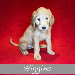 Higgins - Goldendoodle puppy in Boise, Idaho from Doodle Waggle