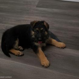 Brown - Black and red male German Shepherd puppy in Spring Hill, Florida from Iron Crest Shepherds