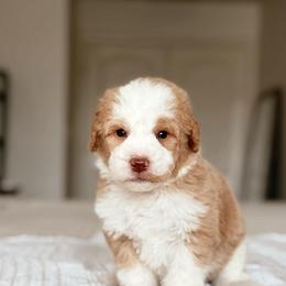 Pumpkin - Red male Bernedoodle puppy in Maricopa, Arizona from Desert Ridge Doodles