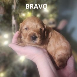 Cavapoo Puppies from Jessie's Puppies