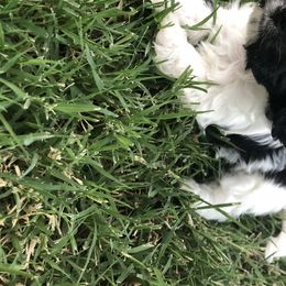 Cavalier King Charles Spaniel and Cavapoo Puppies from VITPOM PUPPIES