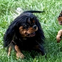 Cavalier King Charles Spaniels from Pretty Prairie Cavaliers