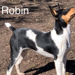 Robin - Rat Terrier