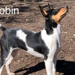 Robin - Rat Terrier