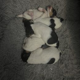 Wire Fox Terrier Puppies from Syrayed Farm