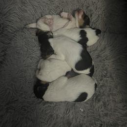 Wire Fox Terrier Puppies from Syrayed Farm