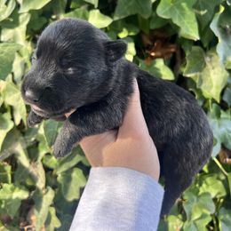 Bob - Brindle male Scottish Terrier puppy in Chattanooga, Tennessee from Oodles of Cuties!