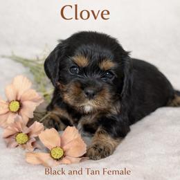 Clove - Black and tan female Cavalier King Charles Spaniel puppy in Chino Valley, Arizona from Copper Cliff Cavaliers