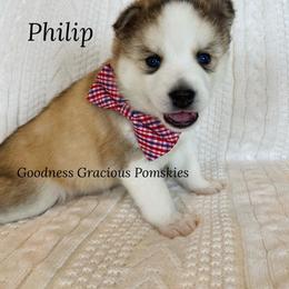 Pomsky Puppies from Goodness Gracious Pomskies