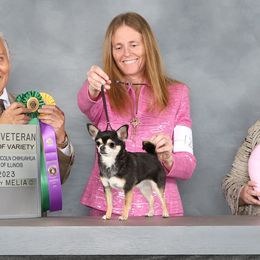 Chihuahuas and Tibetan Spaniels from Improv Tibetan Spaniels and Chihuahuas