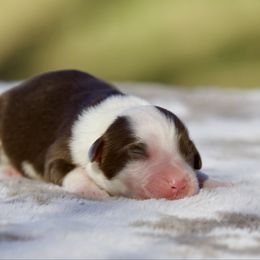 Pumpkin - Red tri-color female Miniature American Shepherd puppy in Stephenville, Texas from Diamond H Aussies