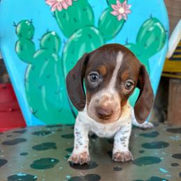 Dasher - Chocolate and tan male Dachshund puppy in Hawley, Texas from Little e Dachshunds