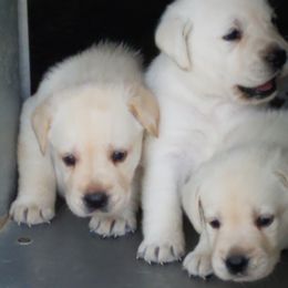 Labrador Retrievers from Chien du bayou